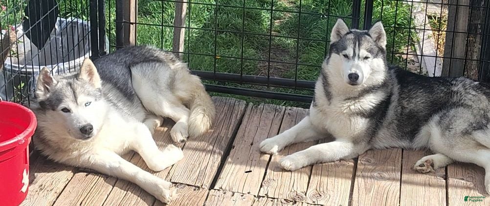 Siberian Husky dogs Sean (Blue eyes) - Ad 2