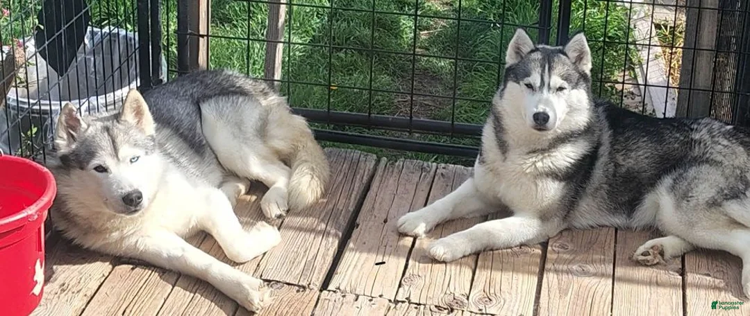 Siberian Husky dogs for sale: Sean (Blue eyes) - Ad 2