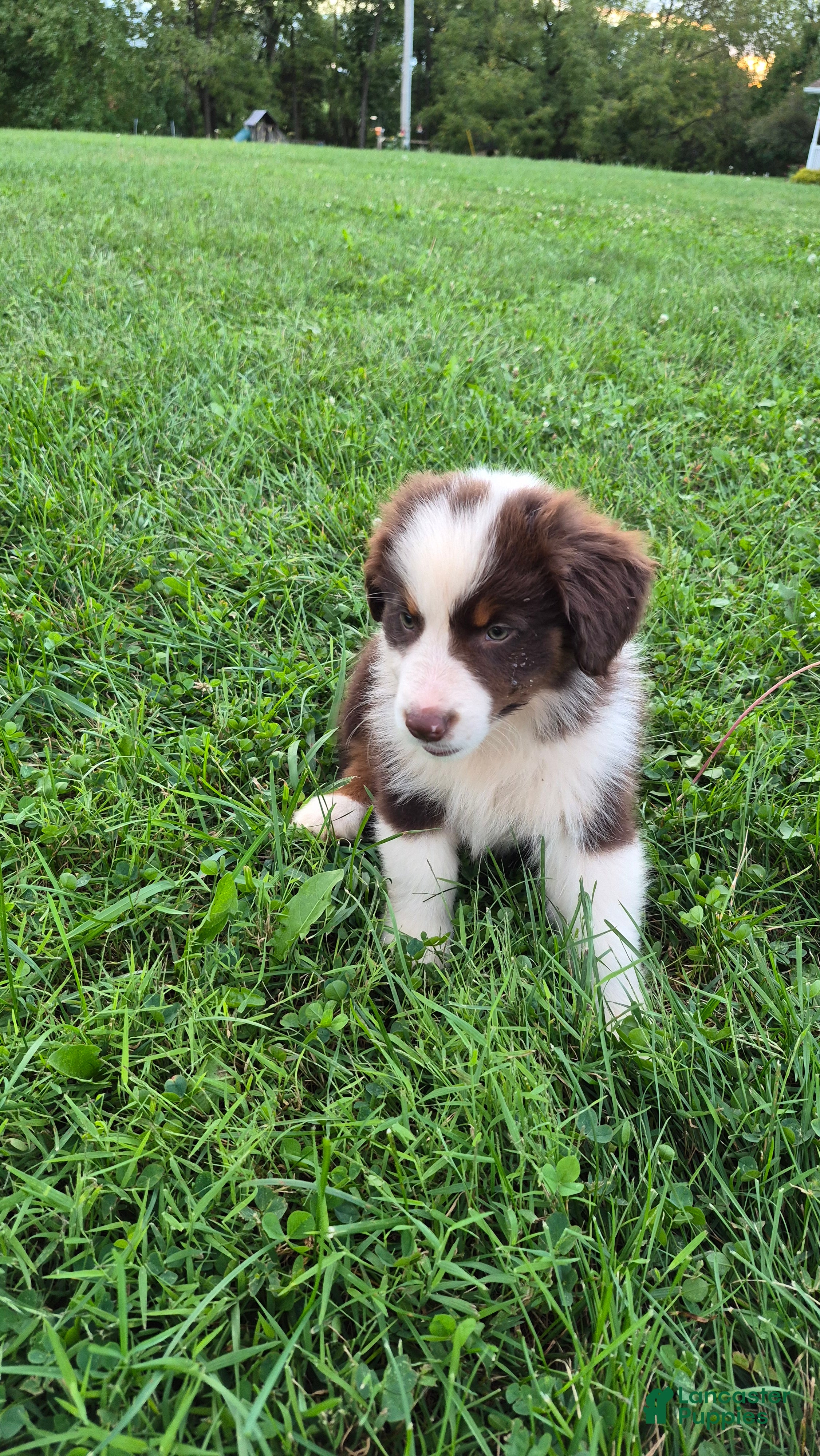 Australian Shepherd dogs for sale: Daiquiri, A.S. 8 - Ad 2