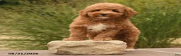 Toy Poodle dogs for sale: Nemo - Ad 4