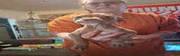 Mixed Breed dogs for sale: Mixed Breed 1 - Ad 2