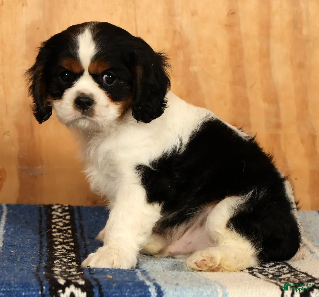 Cavalier King Charles Spaniel dogs for sale: Paul - Ad 2