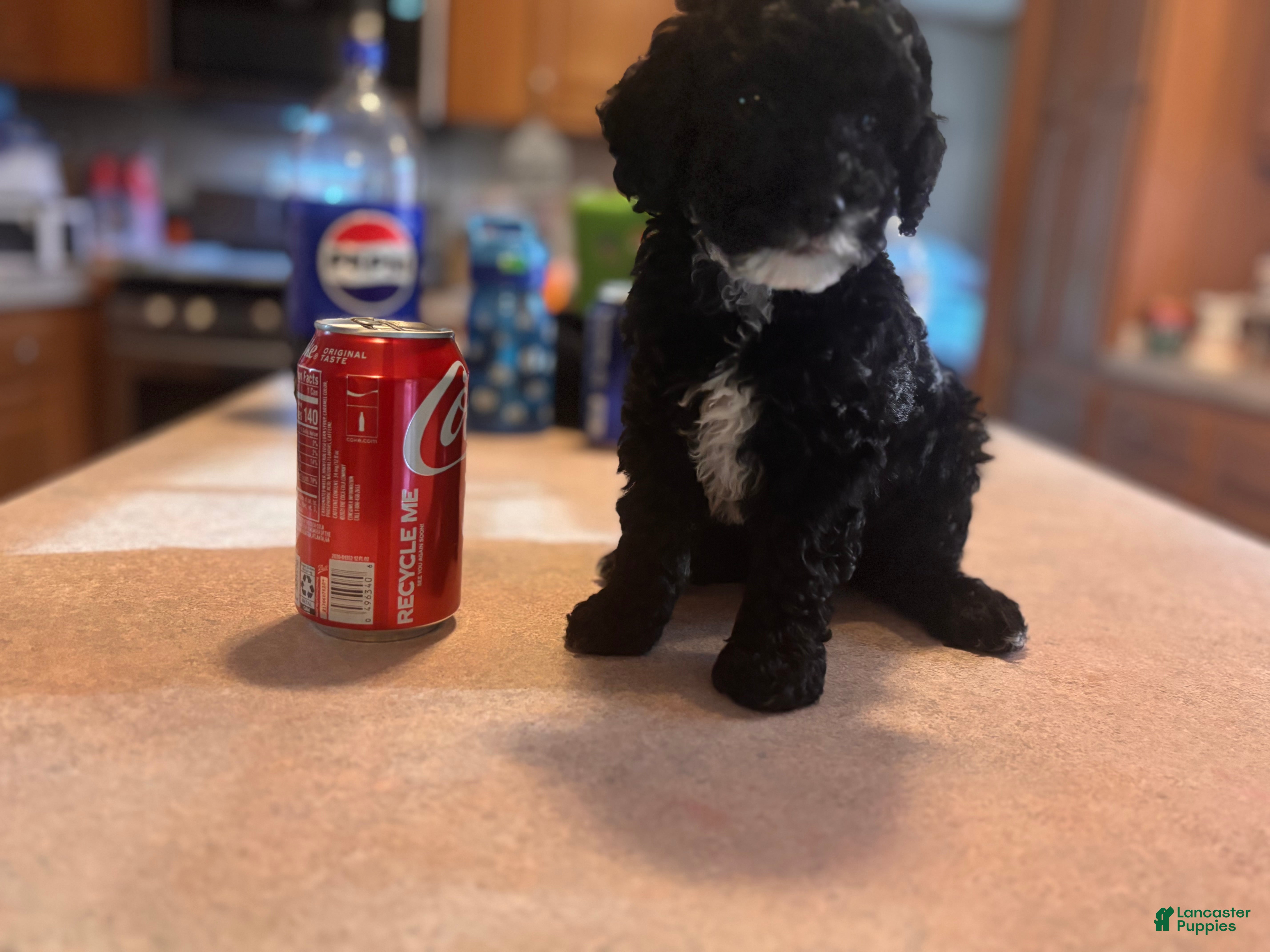 Toy Poodle dogs Toy Poodle Puppy 1 - Ad 1