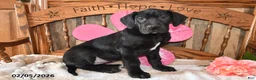 Great Dane dogs for sale: Primrose - Ad 2