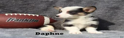 Welsh Corgi Pembroke dogs for sale: Daphne - Ad 3