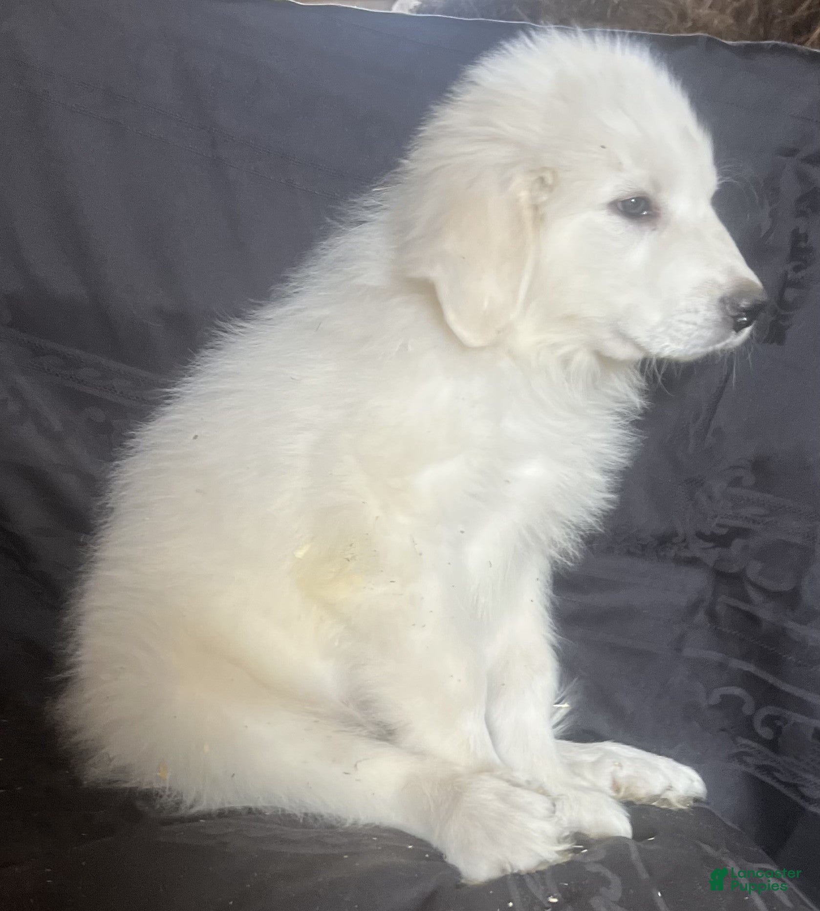 Great Pyrenees dogs Ranger - Ad 2