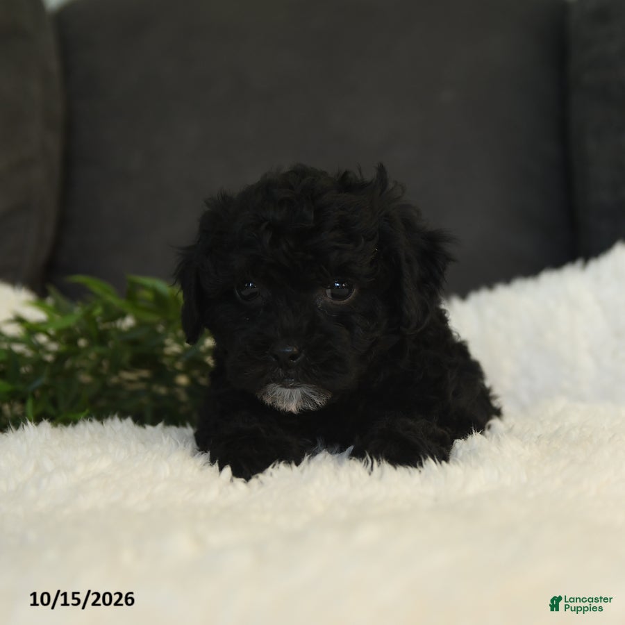 Teddy Bear dogs Sophie - Ad 1