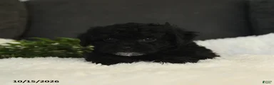 Sophie