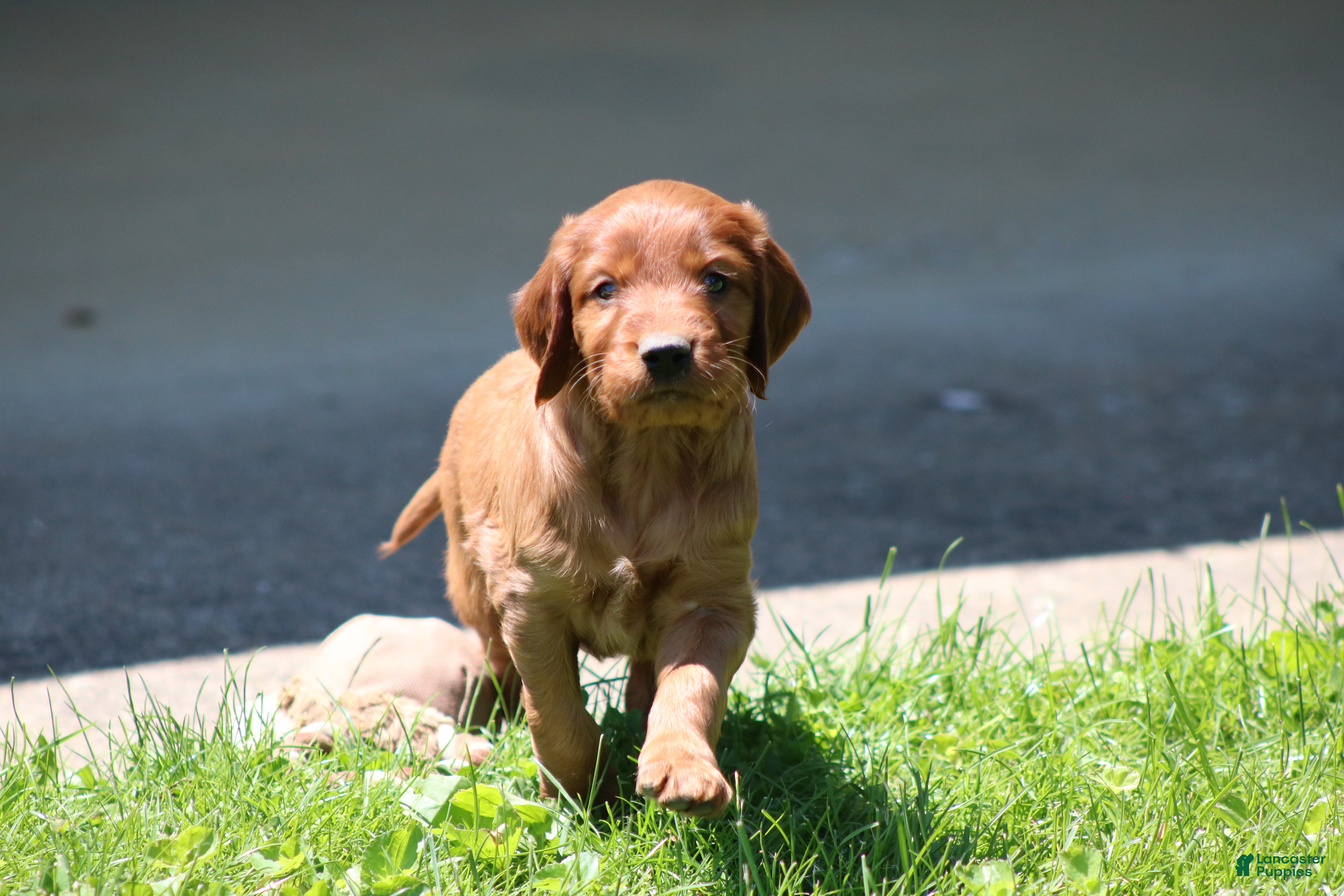Irish Setter dogs Harley - Ad 2