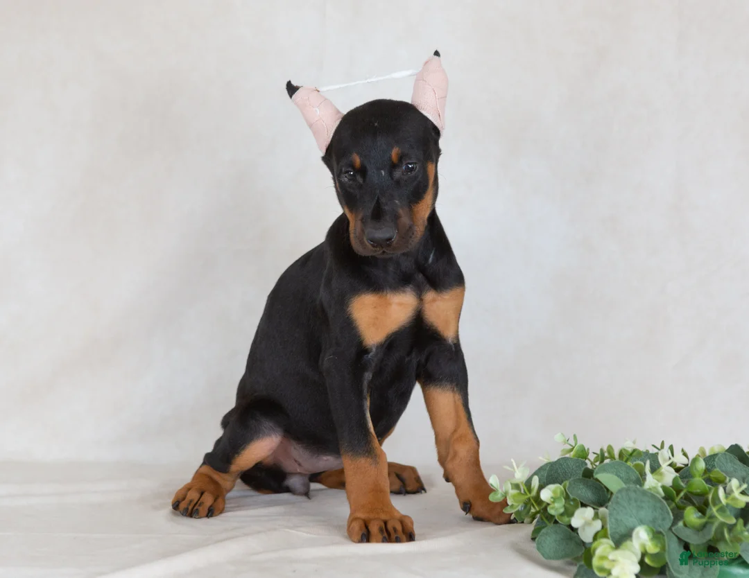 Doberman Pinscher dogs for sale: Sasha - Ad 6