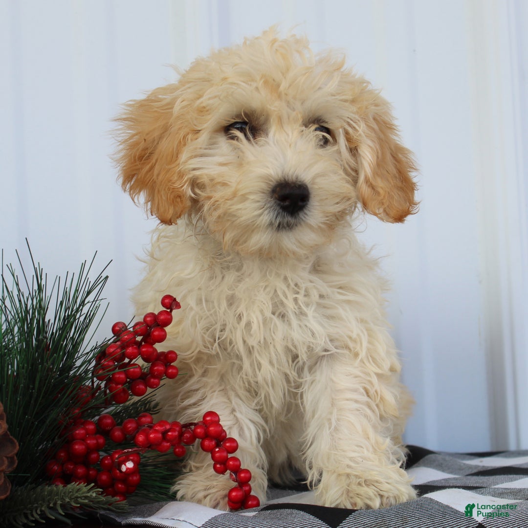 Maltipoo dogs for sale: Tabitha - Ad 1