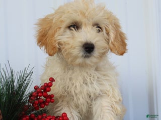 Maltipoo dogs Tabitha - Ad 18