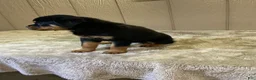 Rottweiler dogs for sale: Rottweiler 4 - Ad 5