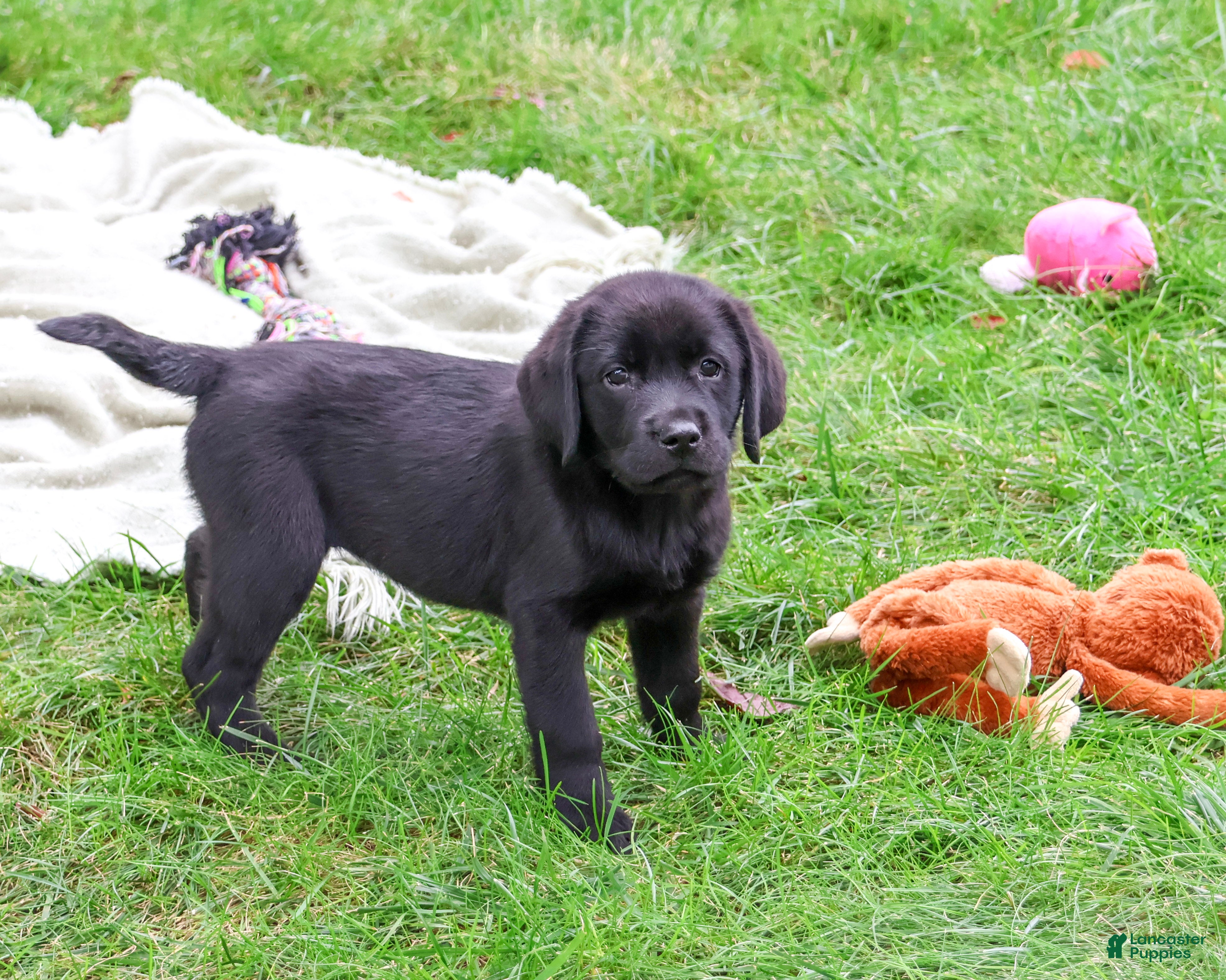 Labrador Retriever dogs Evangaline - Ad 33
