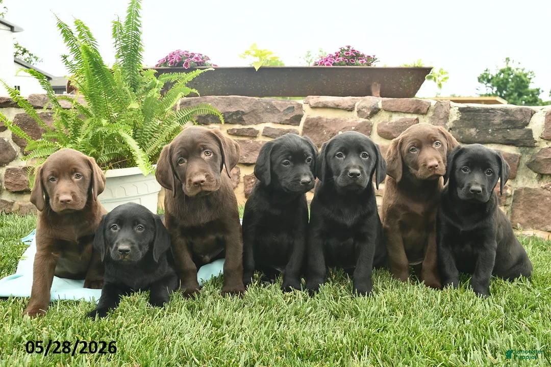 Labrador Retriever dogs for sale: Lucky  - Ad 3