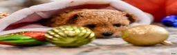 Maltipoo dogs for sale: Ginger - Ad 3