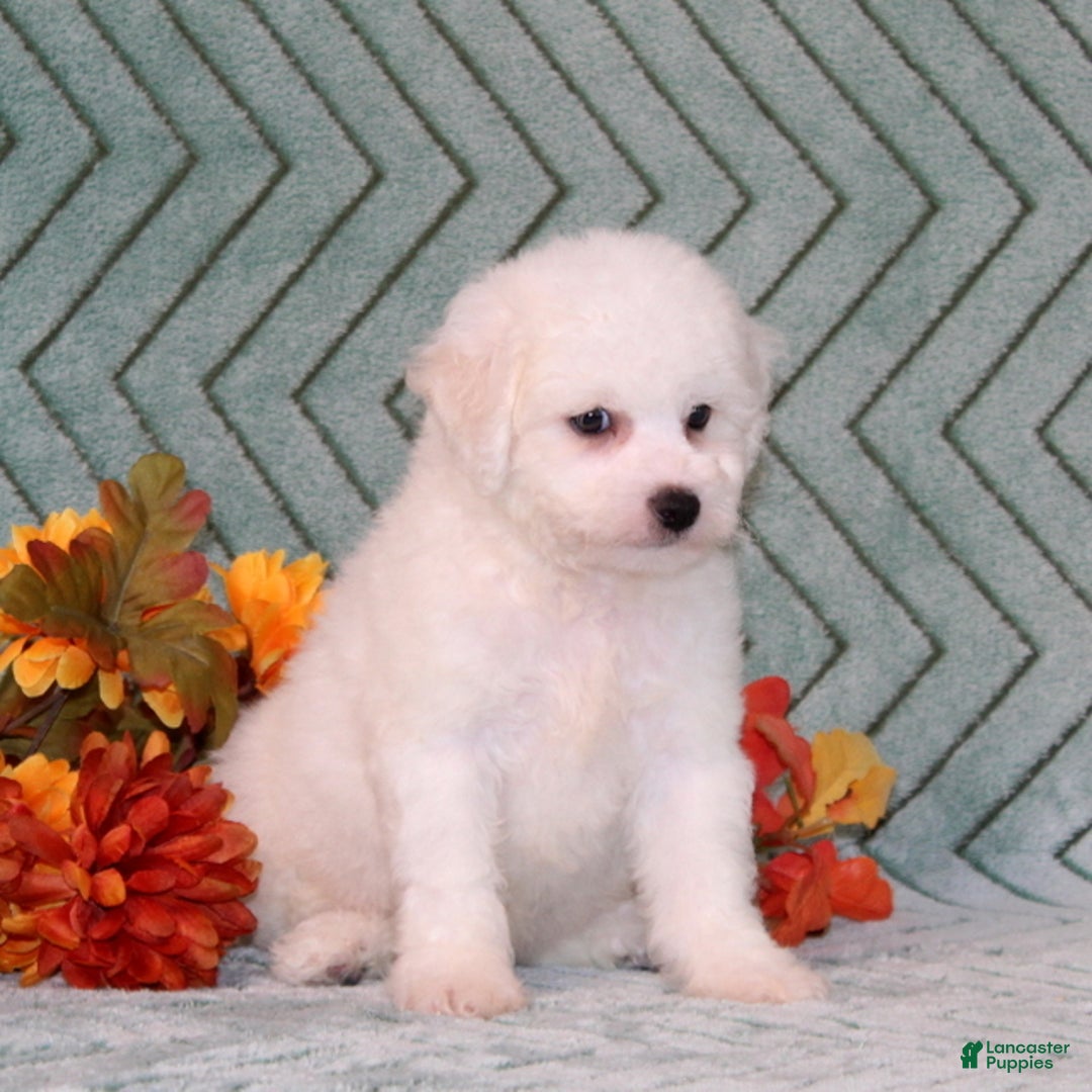 Bichon Frise dogs for sale: Uncle - Ad 3