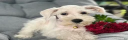 Miniature Schnauzer dogs for sale: Winston - Ad 8