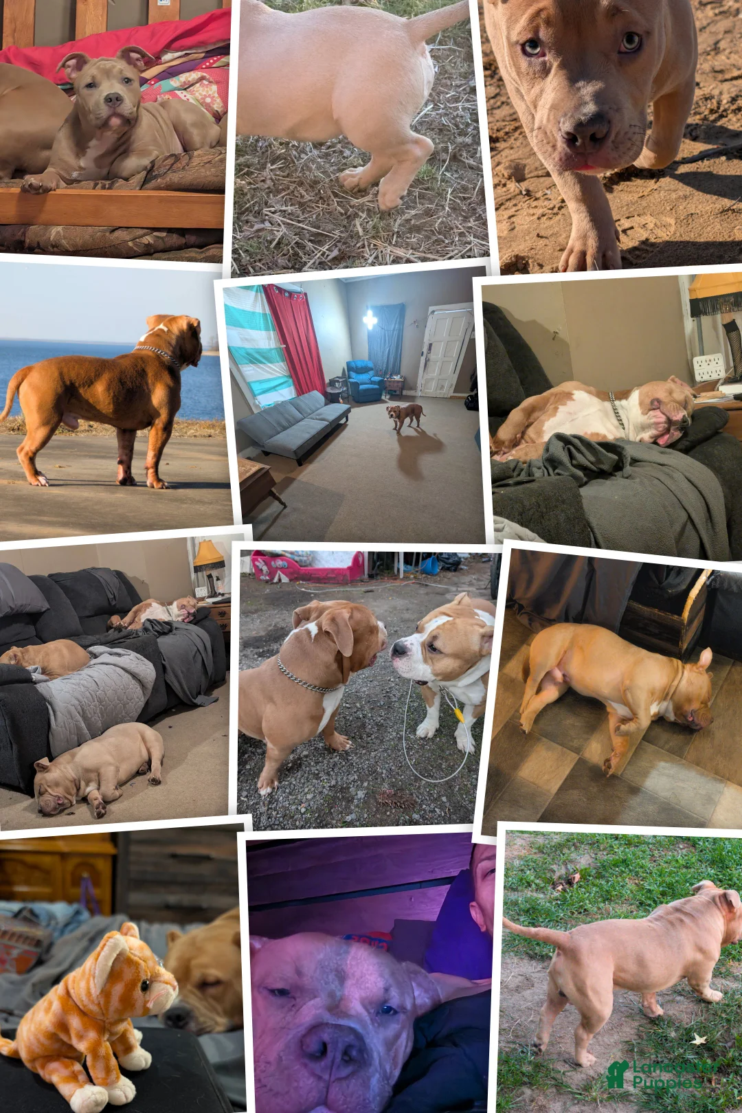 Gallery Image {{count}}