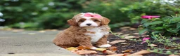 Cavapoo dogs for sale: Vivian - Ad 3