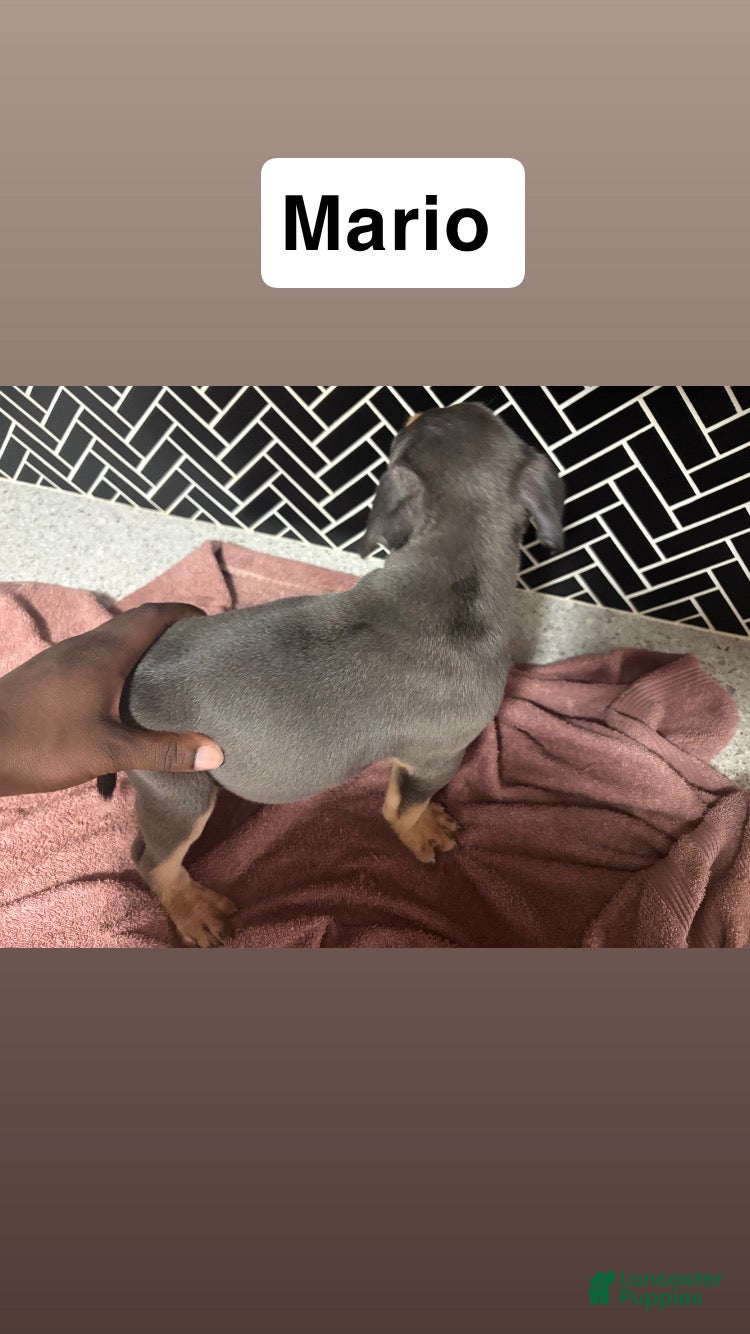 American Bully dogs American Bully Puppy 3 - Ad 12