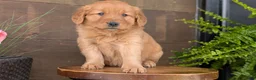 Golden Retriever dogs for sale: Carmen - Ad 8