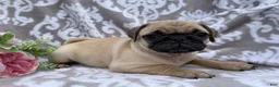 Pug dogs for sale: Roger - Ad 3