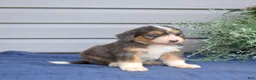 Mini Bernedoodle dogs for sale: Barkley - Ad 3