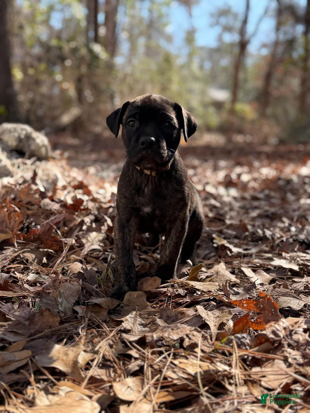 Cane Corso dogs for sale: Zues - Ad 1