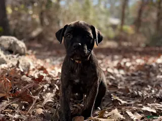 Cane Corso dogs Zues - Ad 16