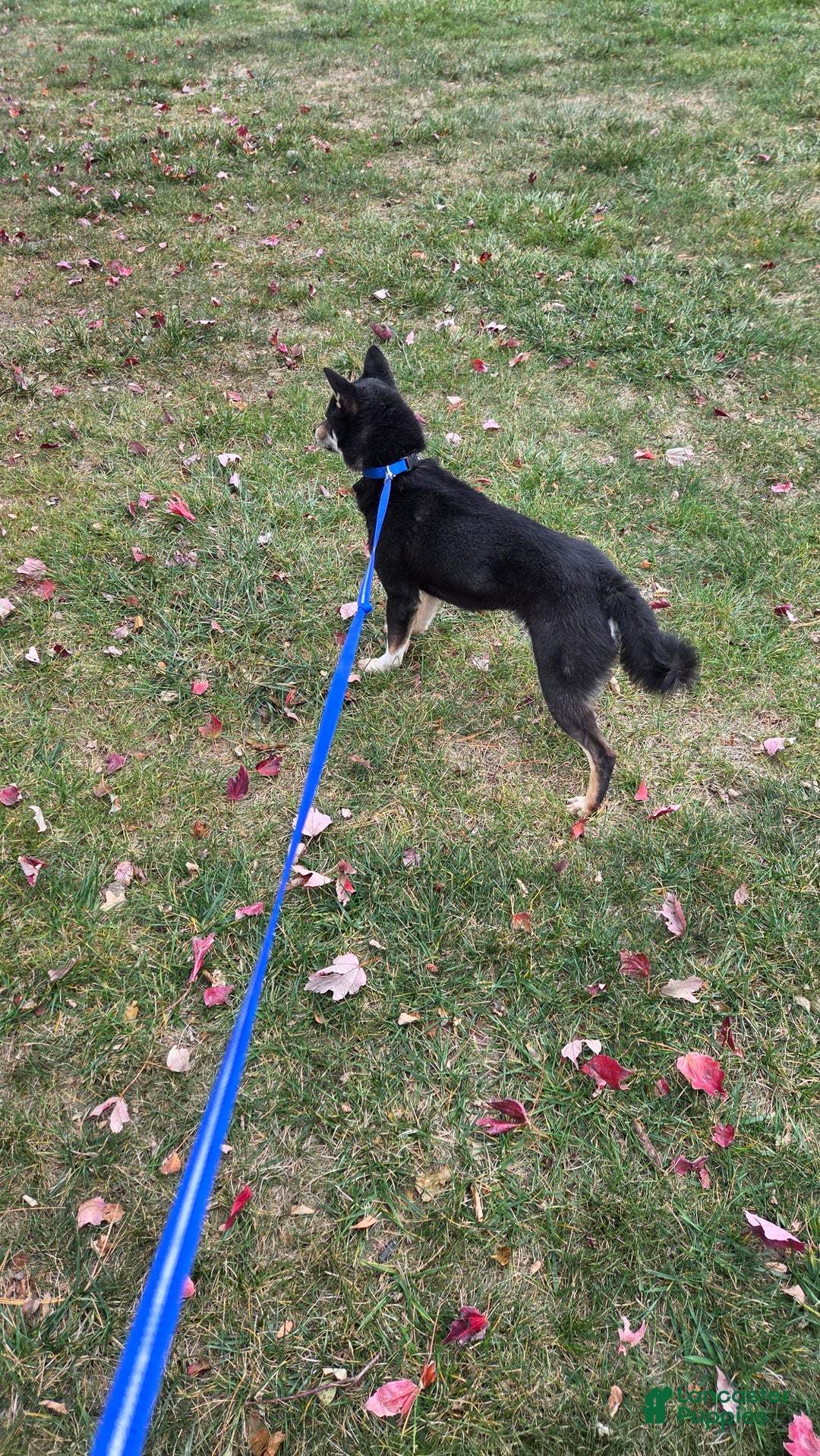 Shiba Inu dogs for sale: Shiba Inu Puppy 1 - Ad 13