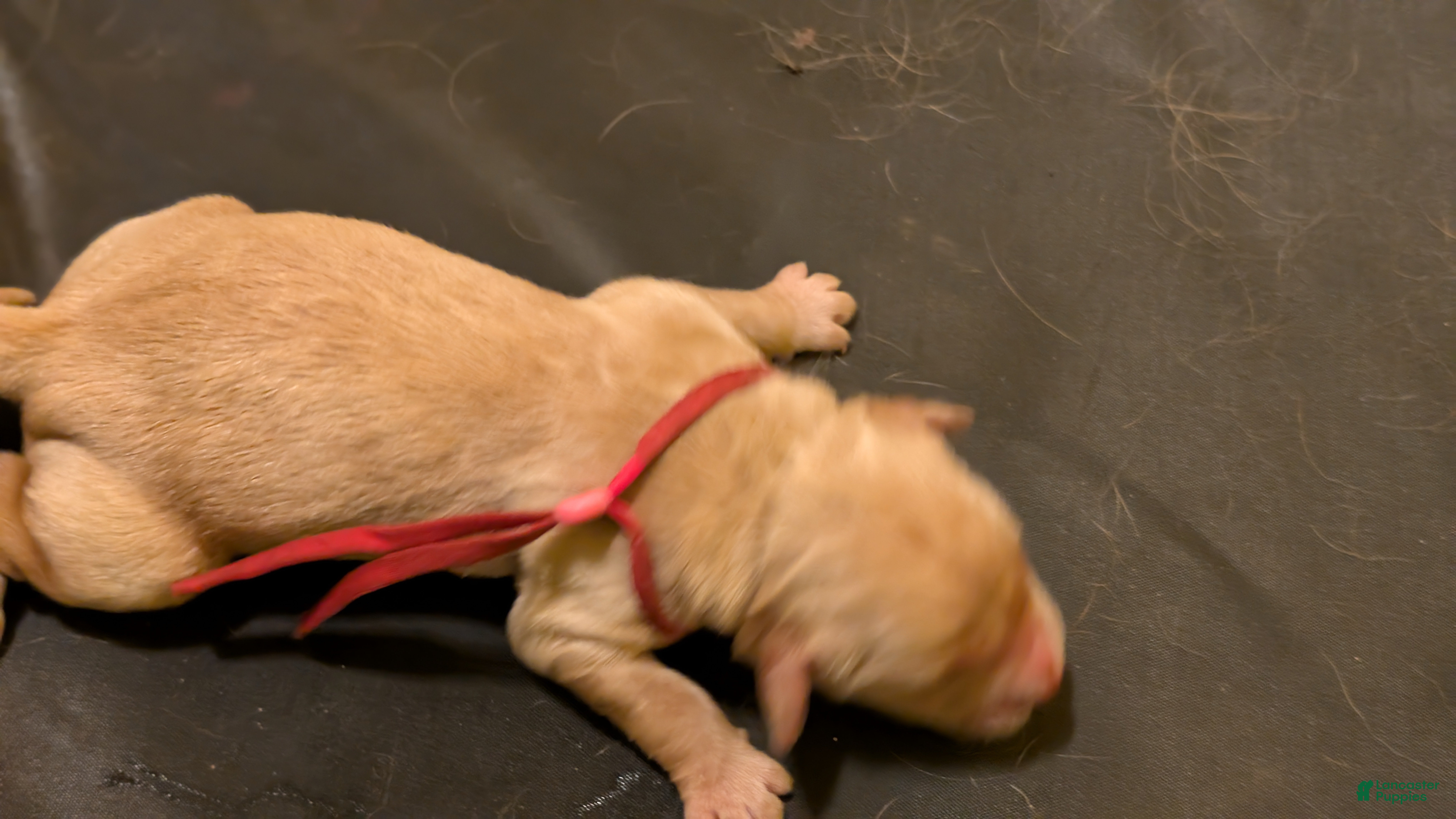 Golden Retriever dogs Golden Retriever (Pink Collar) - Ad 2