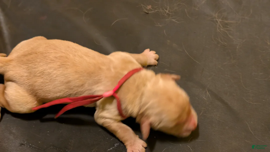 Golden Retriever dogs for sale: Golden Retriever (Pink Collar) - Ad 2