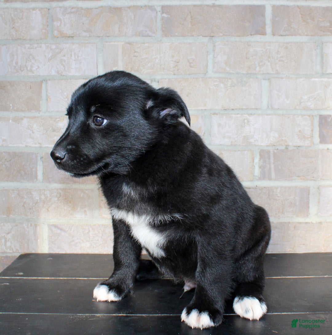 Mixed Breed dogs for sale: Snoopy - Ad 3