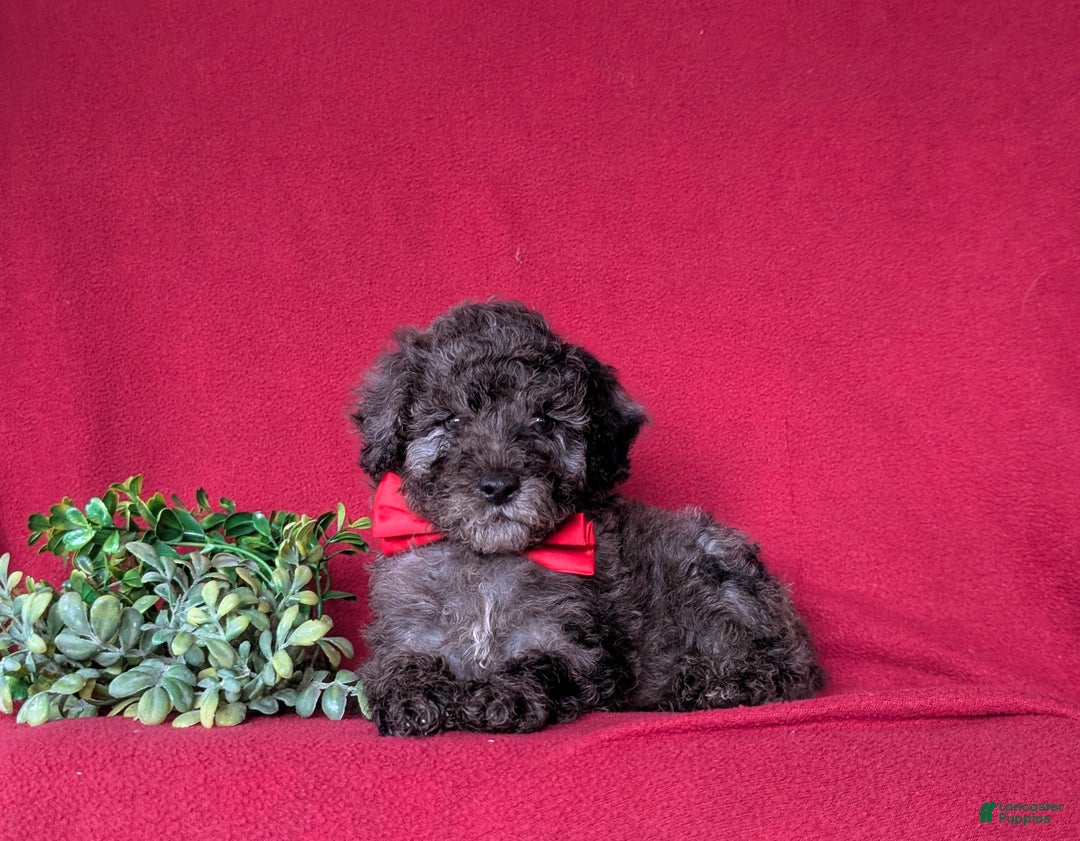 Miniature Poodle dogs for sale: Wesley - Ad 5