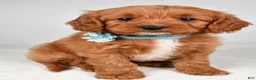 Cavapoo dogs for sale: Kate - Ad 1