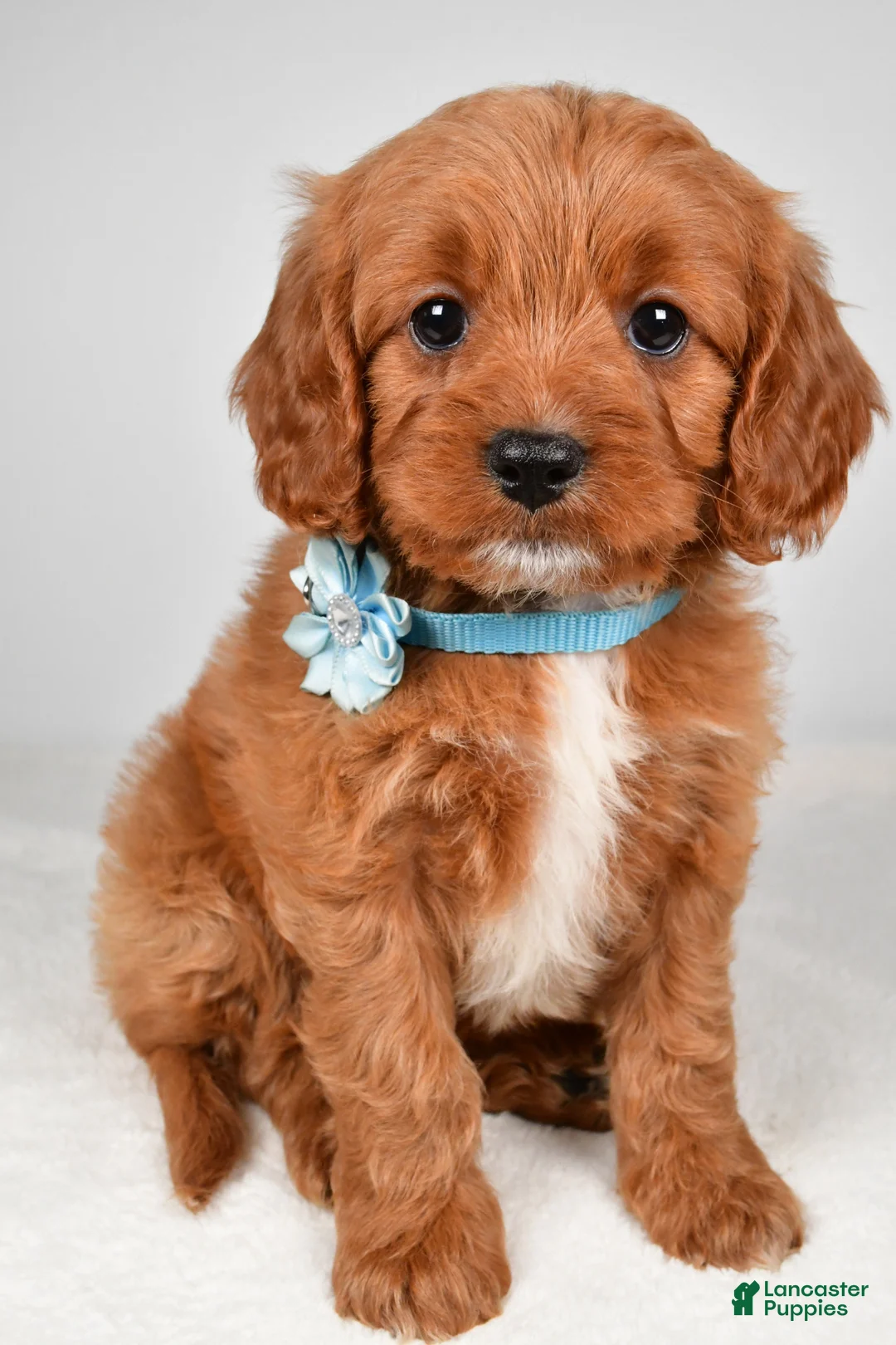 Cavapoo dogs for sale: Kate - Ad 1