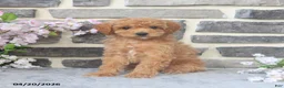 Miniature Poodle dogs for sale: Emmy - Ad 4