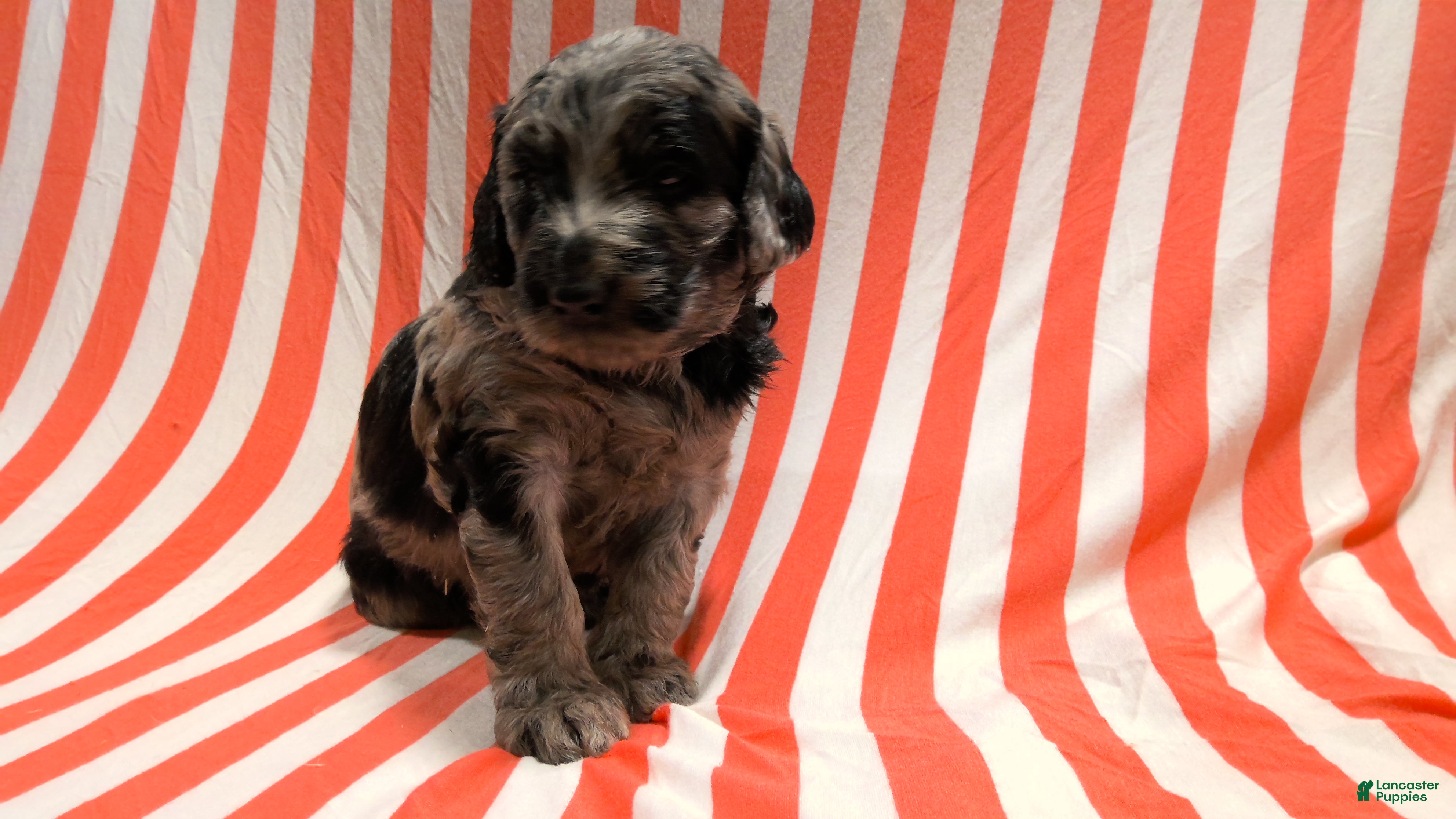 Mini Goldendoodle dogs Lou - Ad 1