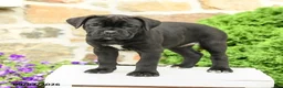Cane Corso dogs for sale: Chara  - Ad 2