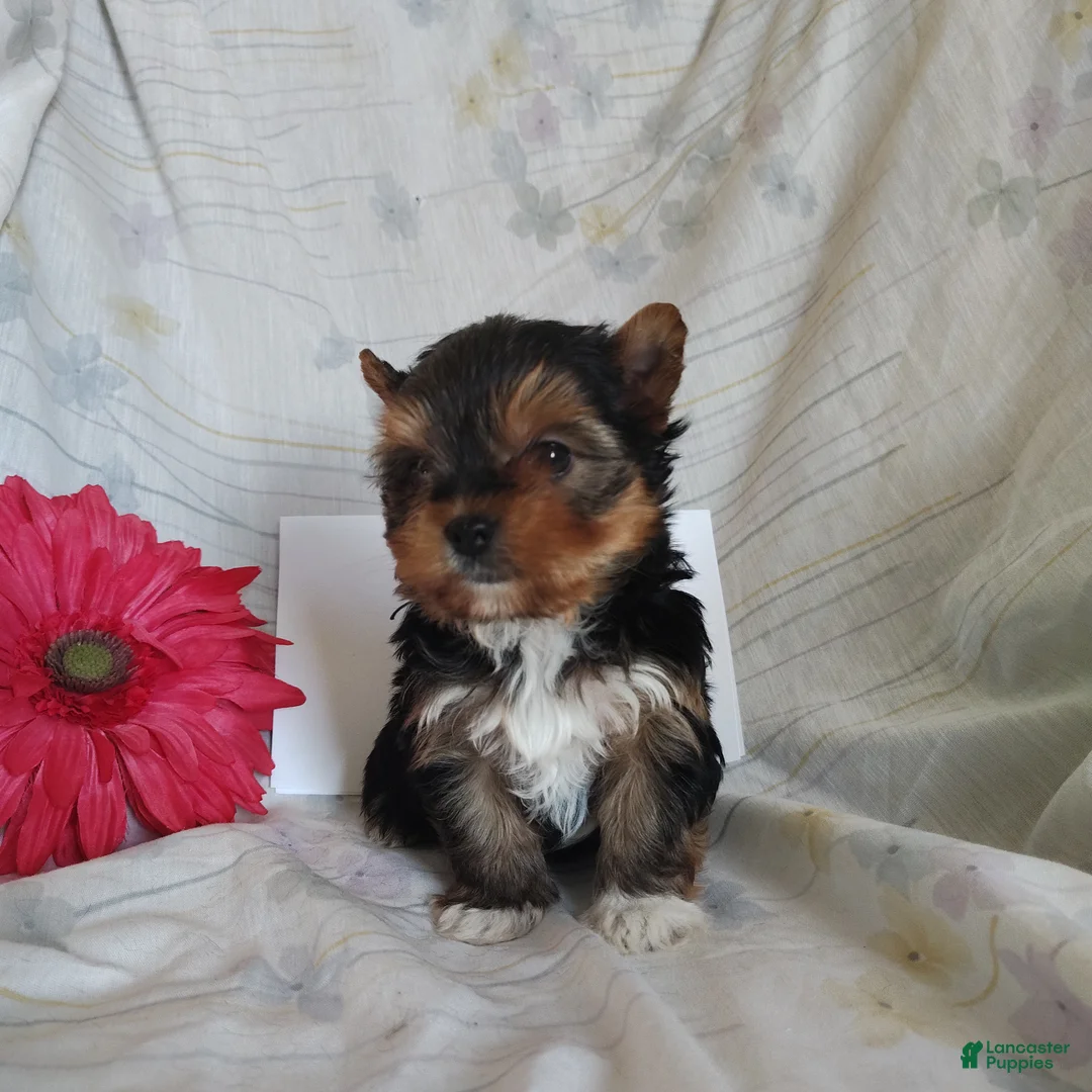 Yorkshire Terrier dogs for sale: Paris - Ad 3