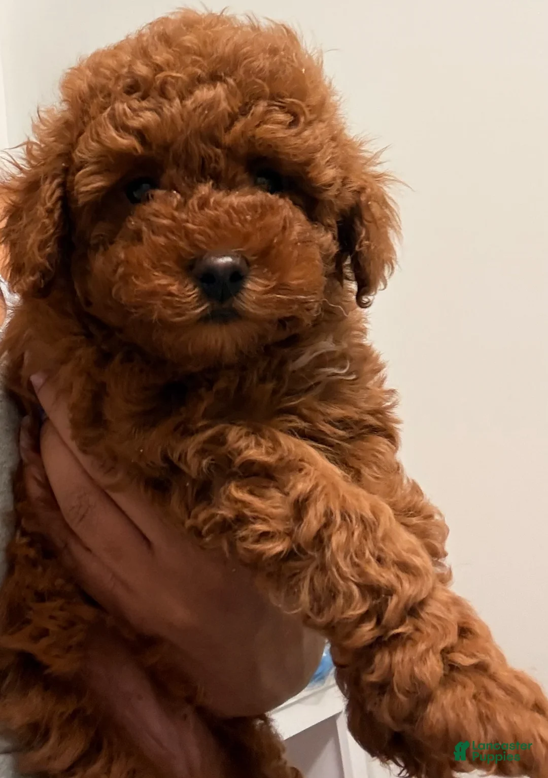 Toy Poodle dogs for sale: Toy Poodle Puppy 1 - Ad 2
