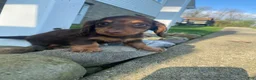 Miniature Dachshund dogs for sale: Bella - Ad 3