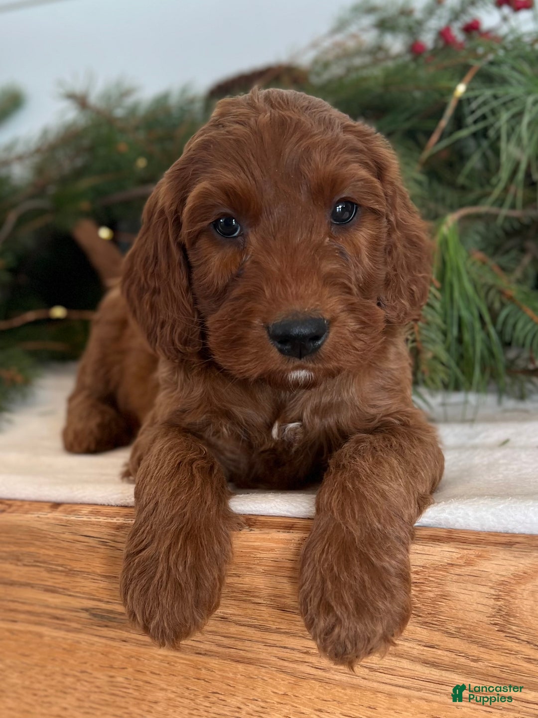 Irish Doodle dogs for sale: Garrett - Ad 11