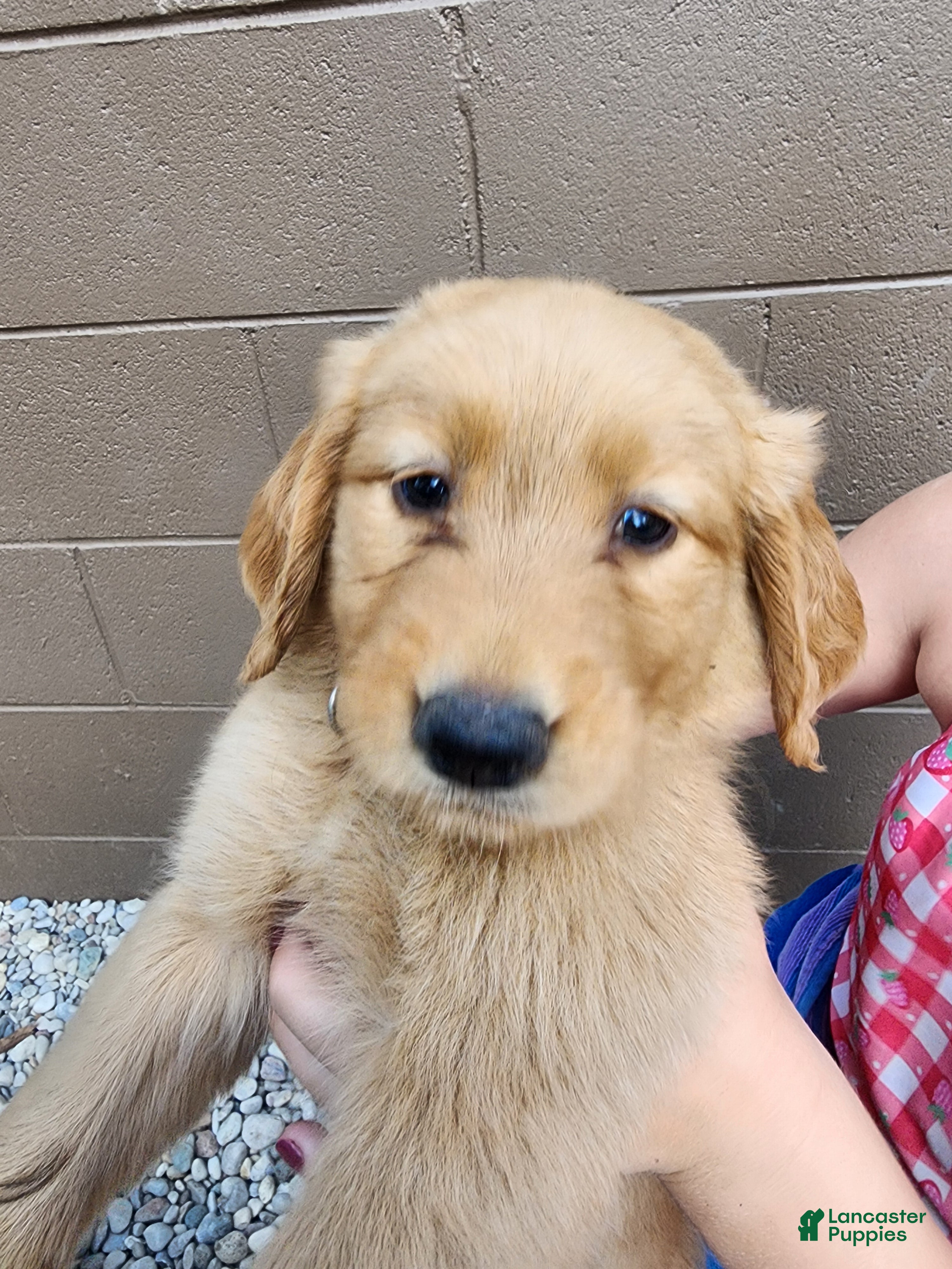 Golden Retriever dogs AKC Lola - Ad 2