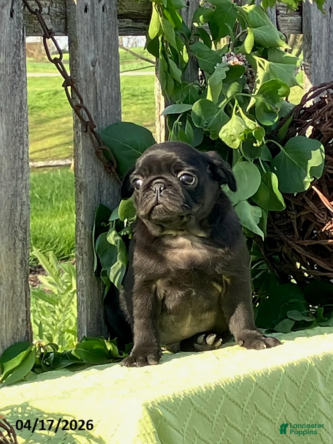Pug dogs for sale: Lonnie - Ad 3