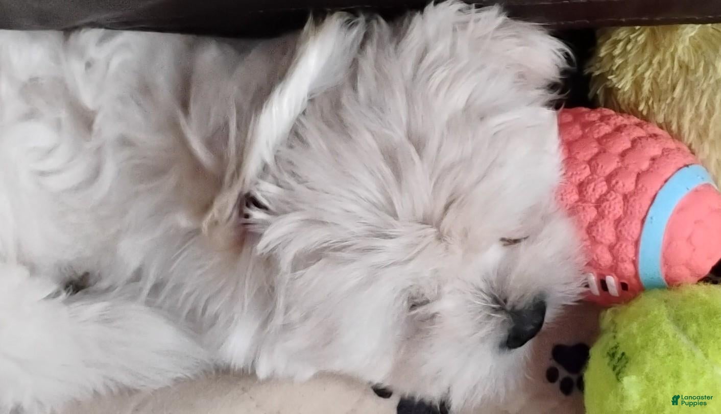 Mixed Breed dogs Ozzy - Ad 2