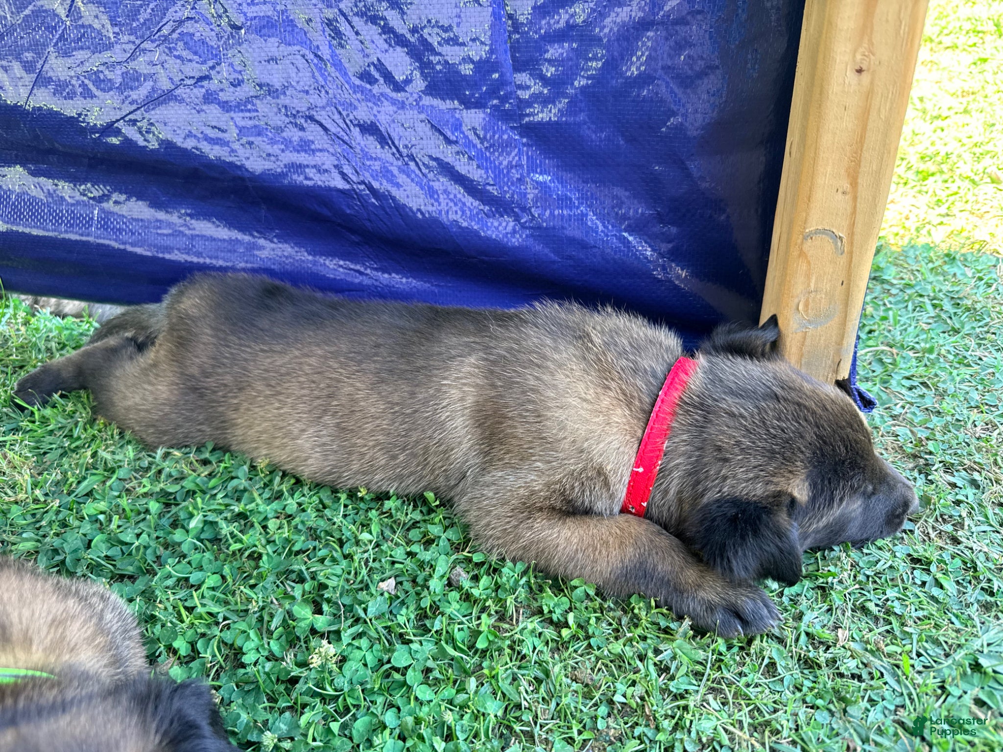 Belgian Malinois dogs Belgian Malinois - Red Collar - Ad 14