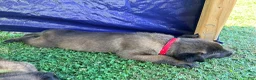 Belgian Malinois dogs for sale: AKC Belgian Malinois - Red Collar - Ad 5