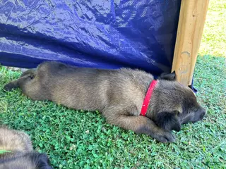 Belgian Malinois dogs Belgian Malinois - Red Collar - Ad 14